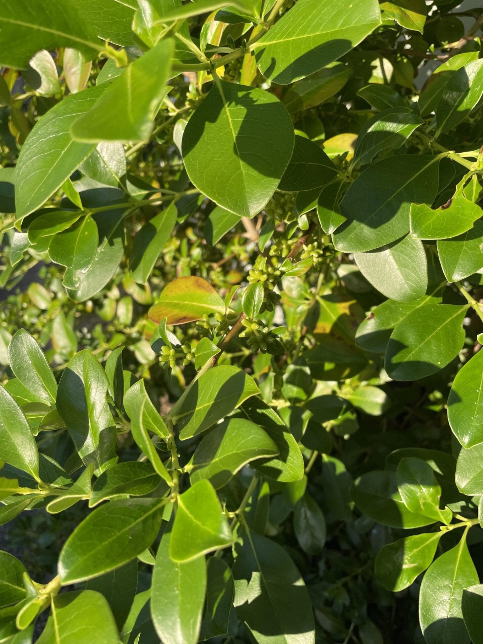 Assorted (Coprosma spp.) - Ladybird Nursery