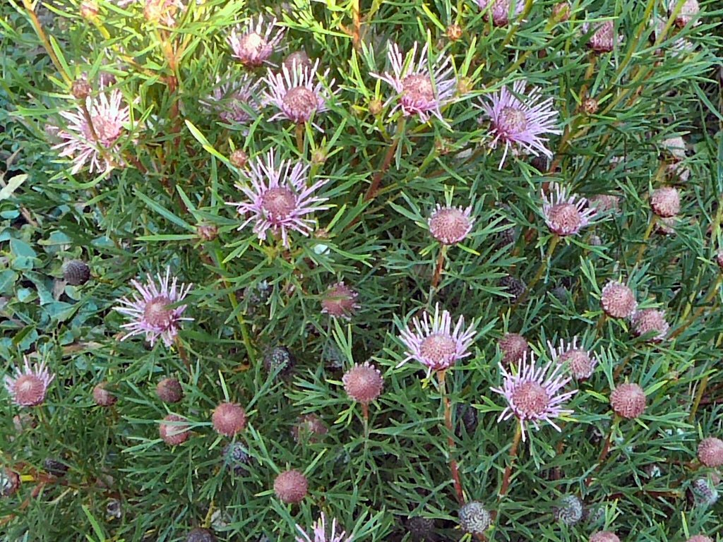 Isopogon ‘Candy Cones’ - Ladybird Nursery