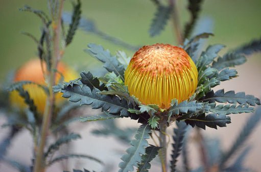 Showy Banksia (Banksia formosa) - Ladybird Nursery