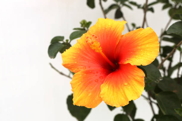 Chinese Hibiscus Orange Pride (Hibiscus rosa-sinensis)