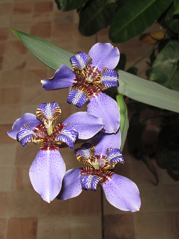 Brazilian Walking Iris Tissue culture (Neomarica gracilis)