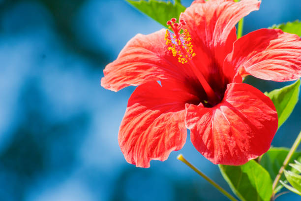 Chinese Hibiscus Orange Pride (Hibiscus rosa-sinensis)