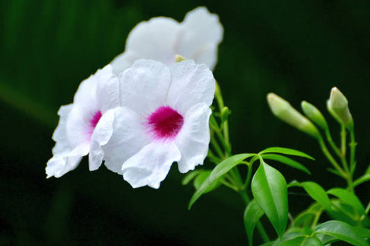 Rosy Bower Vine Belles (Pandorea)