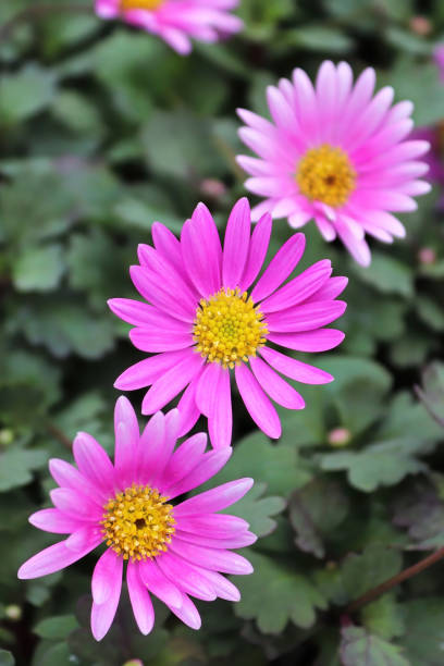 Swan River Daisy 'Fresco Candy' (Brachyscome)