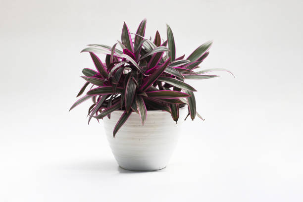 Spiderwort Rhoeo (Tradescantia spathacea)