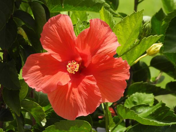 Chinese Hibiscus Orange Pride (Hibiscus rosa-sinensis)