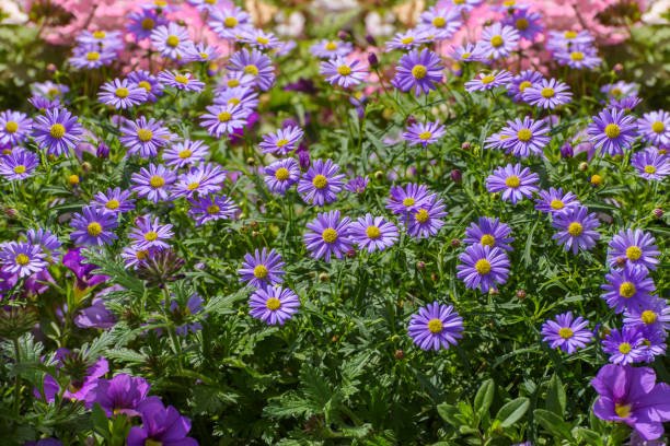 Swan River Daisy Mauve Delight (Brachyscome) - Ladybird Nursery