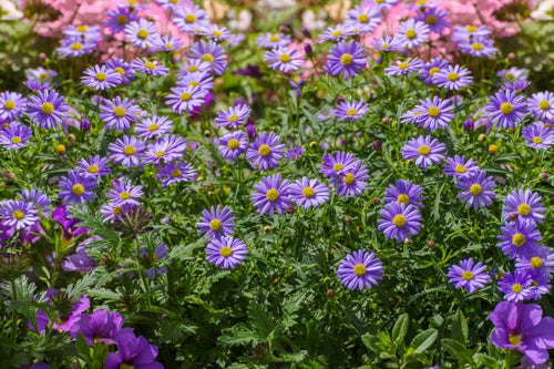 Swan River Daisy Mauve Delight (Brachyscome) - Ladybird Nursery