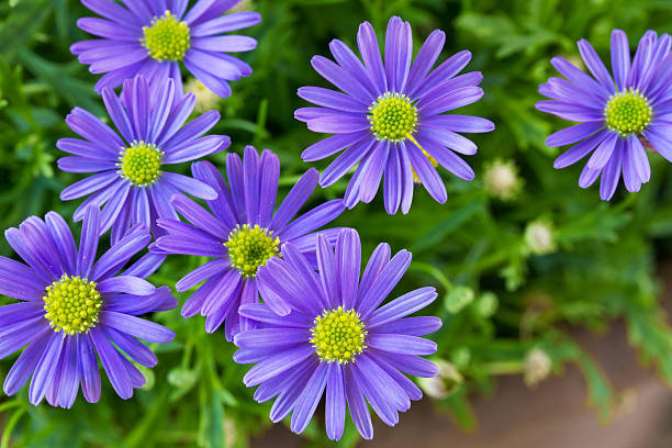 Swan River Daisy 'Fresco Purple' (Brachyscome)