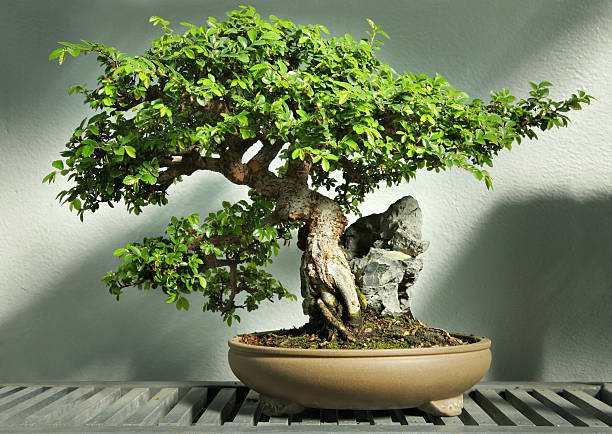 Chinese Elm Bonsai in Ceramic Pot (Bonsai Range)