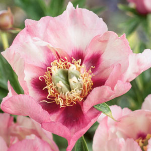 Itoh Peony Court Jester (Paeonia)