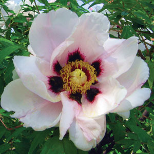 Itoh Peony Pastel Splendor (Paeonia)