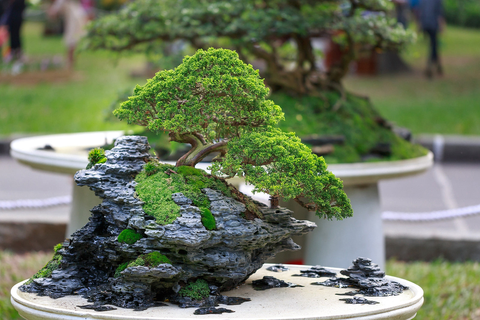 Chinese Juniper Shimpaku (Juniperus chinensis) - Ladybird Nursery