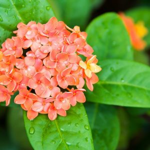 Ixora Tropic Blush