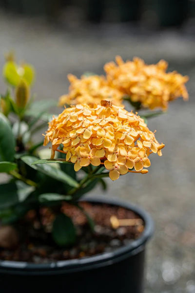 Ixora Compact Gold (Ixora chinensis)