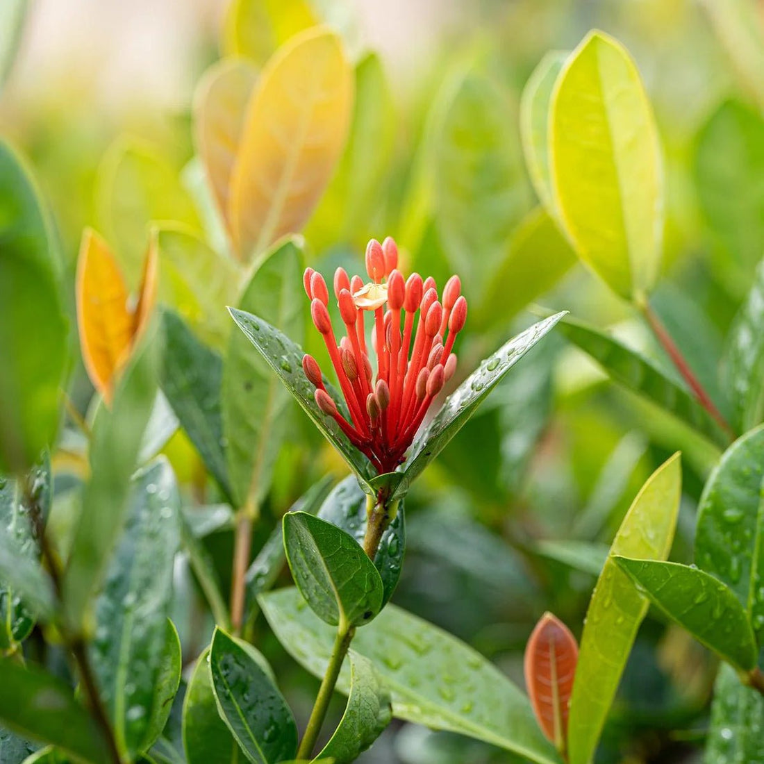Ixora Orange (Ixora compacta) - Ladybird Nursery
