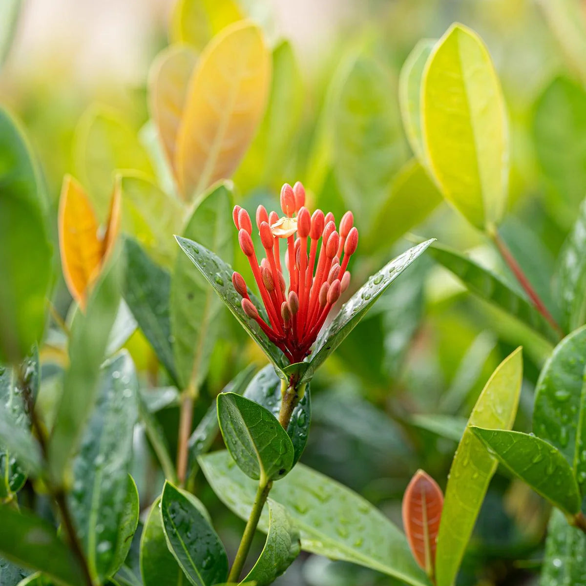 Ixora Orange (Ixora compacta)