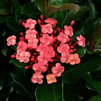 Ixora Prince of Orange (Ixora chinensis)