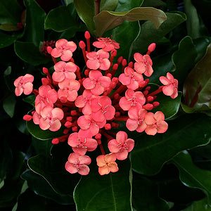 Ixora Prince of Orange (Ixora chinensis)