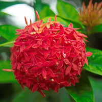 Ixora Tangerine Fire - Ladybird Nursery