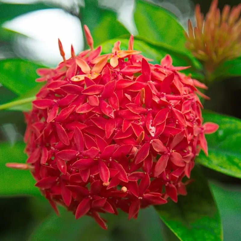 Ixora Tangerine Fire - Ladybird Nursery
