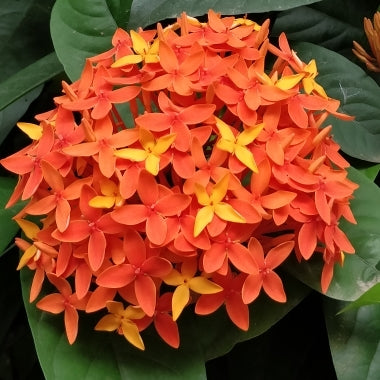 Ixora Coral Fire