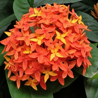 Ixora Coral Fire