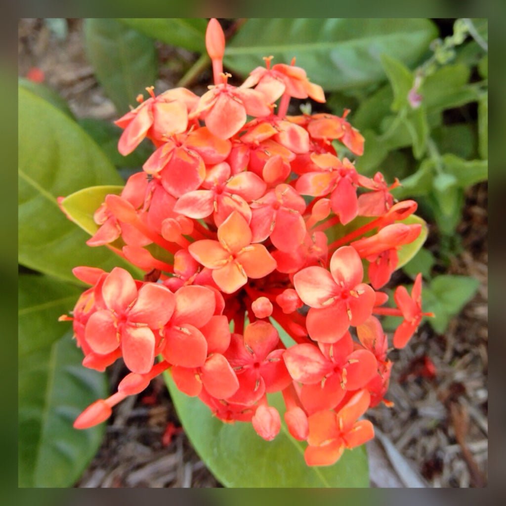 Ixora Coral Fire - Ladybird Nursery