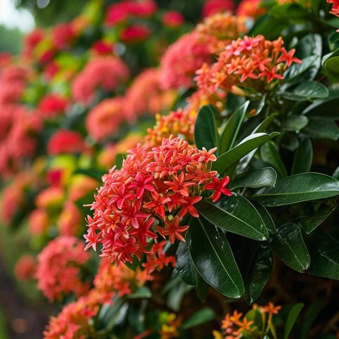 Ixora Orange (Ixora compacta) - Ladybird Nursery
