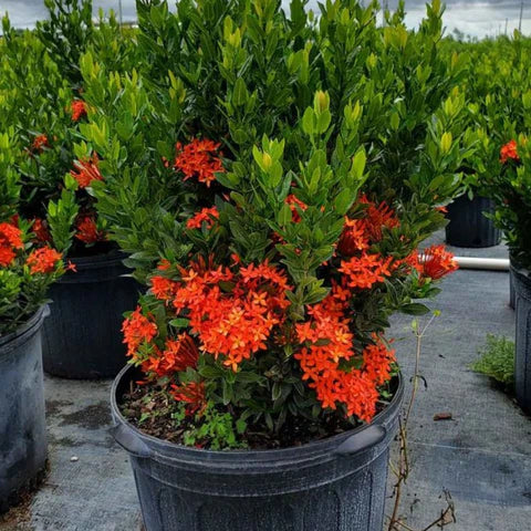 Ixora Dwarf Red