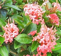 Ixora Pink Malay - Ladybird Nursery