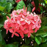 Ixora Orange (Ixora compacta)