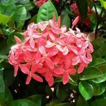 Ixora Pink Malay - Ladybird Nursery
