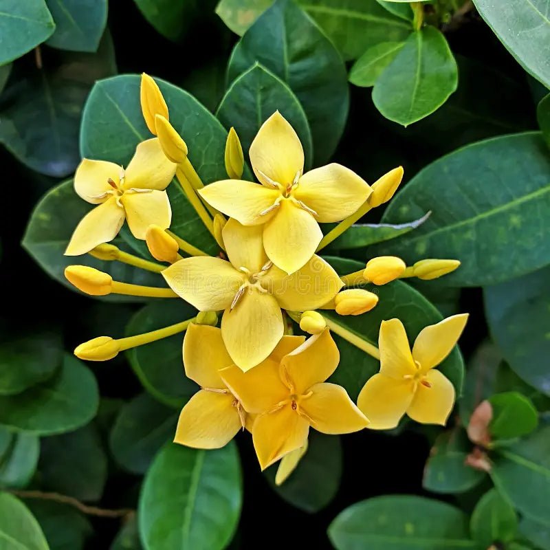 Ixora Gold (Ixora compacta) - Ladybird Nursery