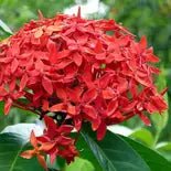 Ixora Red Malay - Ladybird Nursery