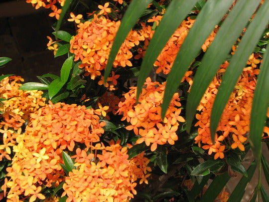 Ixora Twilight Glow