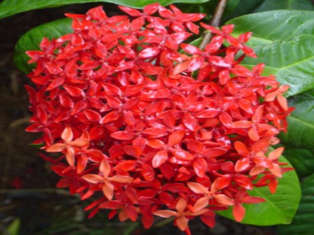 Ixora Red Malay