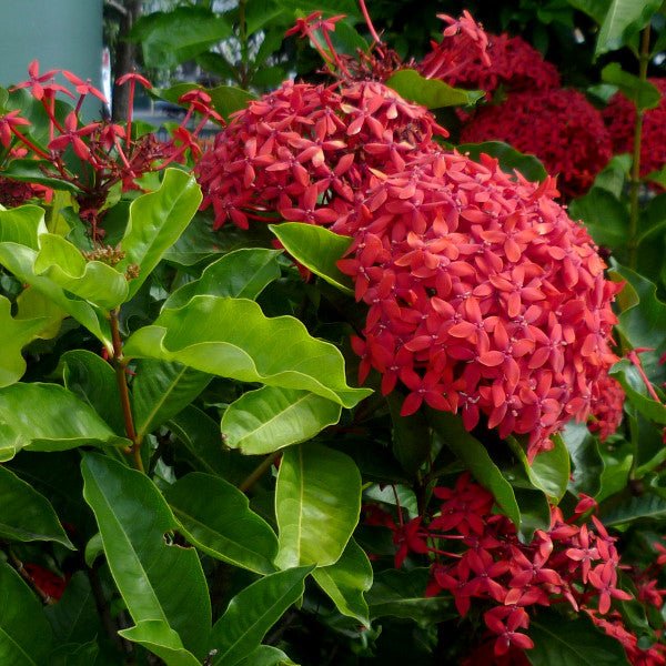 Ixora Red Malay - Ladybird Nursery