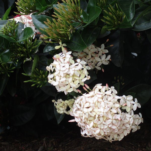 Ixora White Malay - Ladybird Nursery