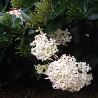Ixora White Malay