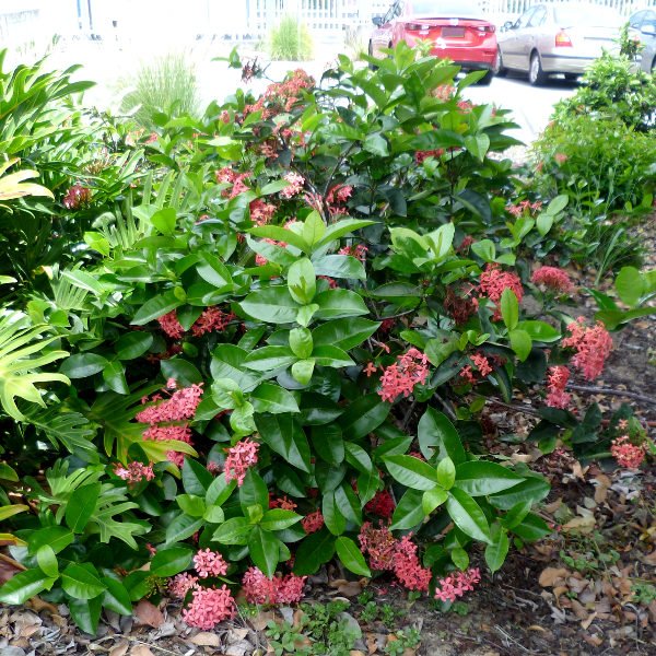 Ixora Pink Malay - Ladybird Nursery