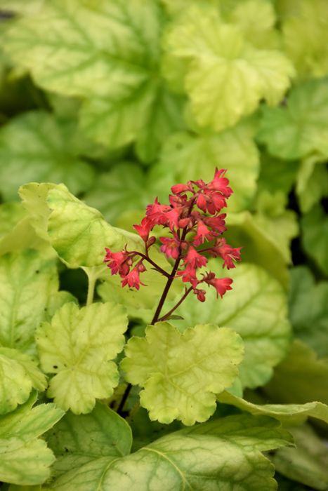 Heuchera Tokyo - Ladybird Nursery