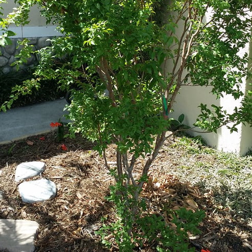 Jaboticaba Advanced Grimal (Large Leaf)