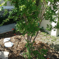 Jaboticaba Advanced Grimal (Large Leaf)