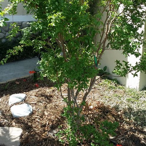 Jaboticaba Advanced Grimal (Large Leaf) - Ladybird Nursery
