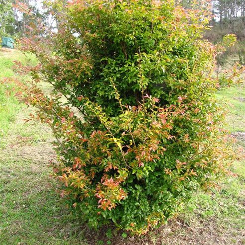 Jaboticaba Grimal (Large Leaf) - Ladybird Nursery
