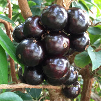 Jaboticaba Grimal (Large Leaf)
