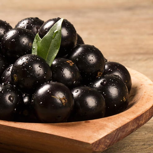 Jaboticaba Grimal (Large Leaf)