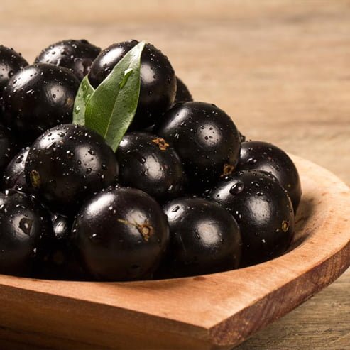 Jaboticaba Grimal (Large Leaf) - Ladybird Nursery