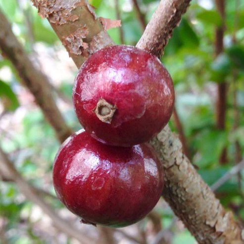 Jaboticaba Phitrantha Costada Advanced - Ladybird Nursery